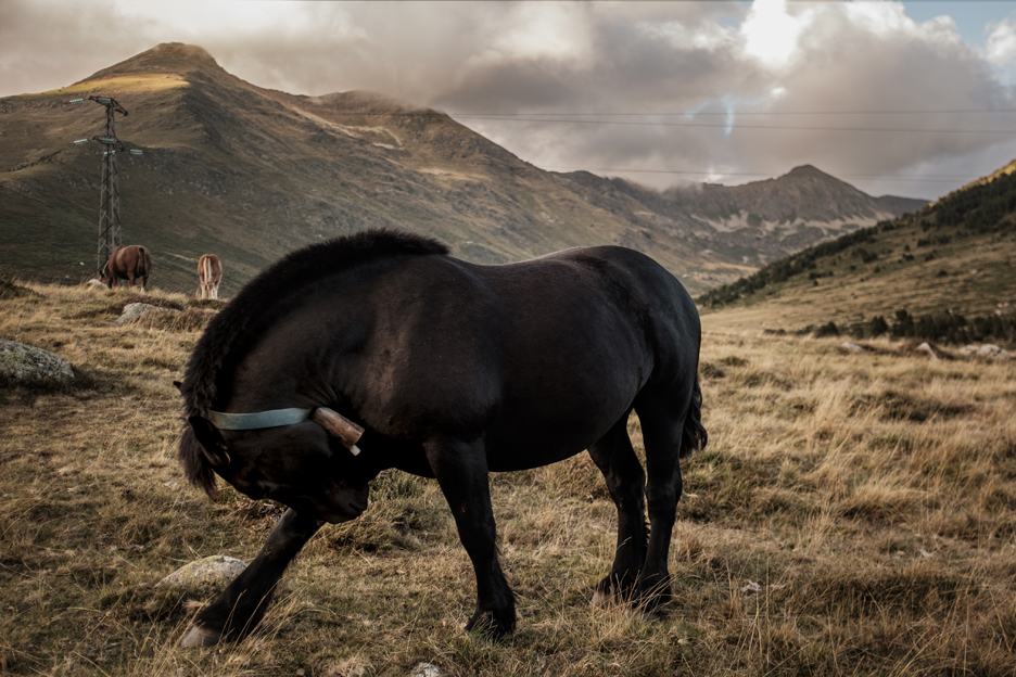 Horse enjoying the grass in the Pyrenees in Europe